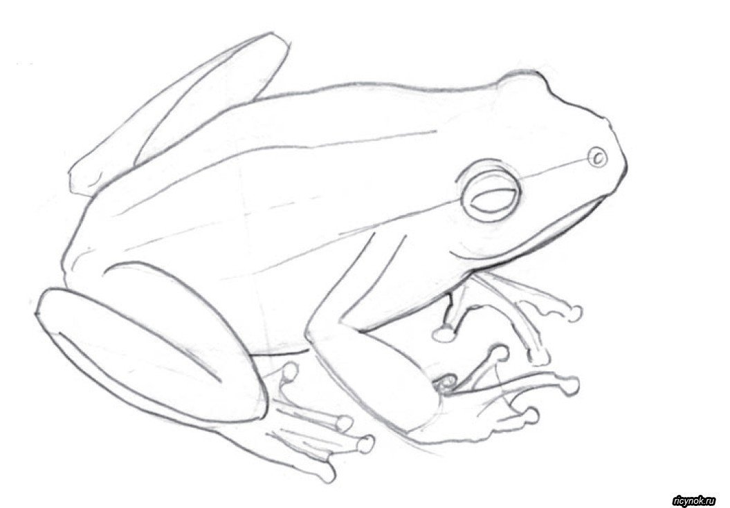 Как нарисовать лягушку фото