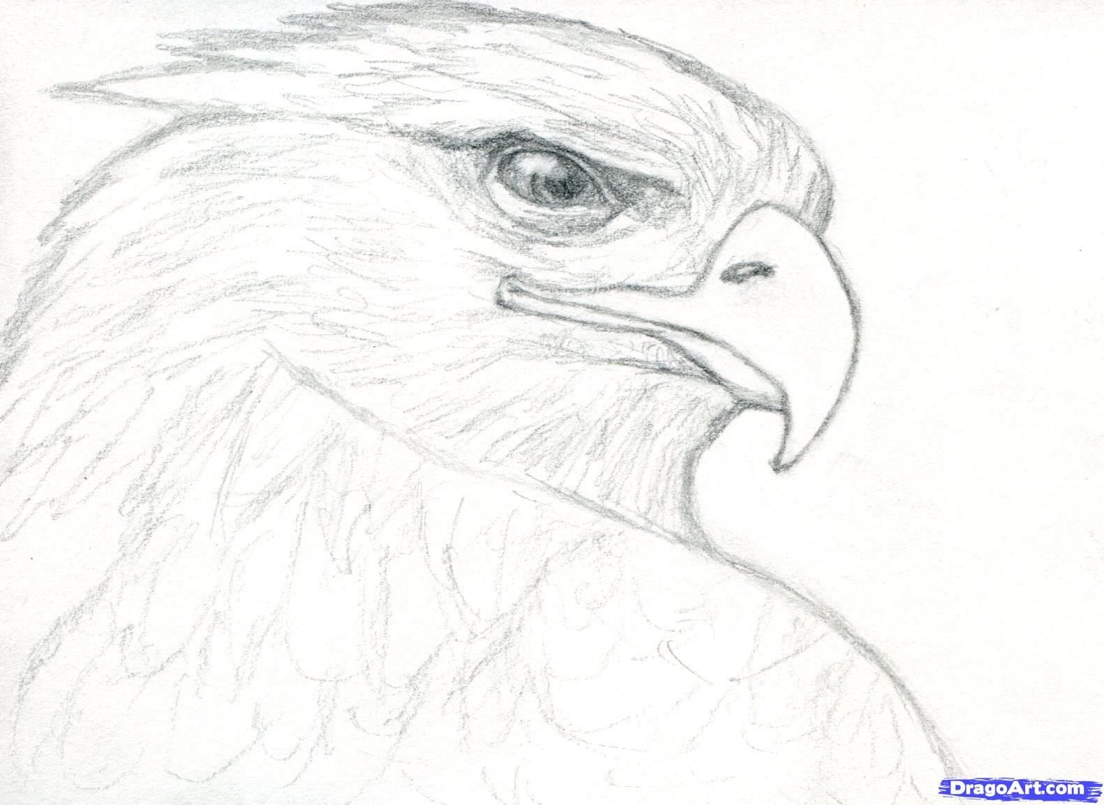 Рисунок орла простым карандашом