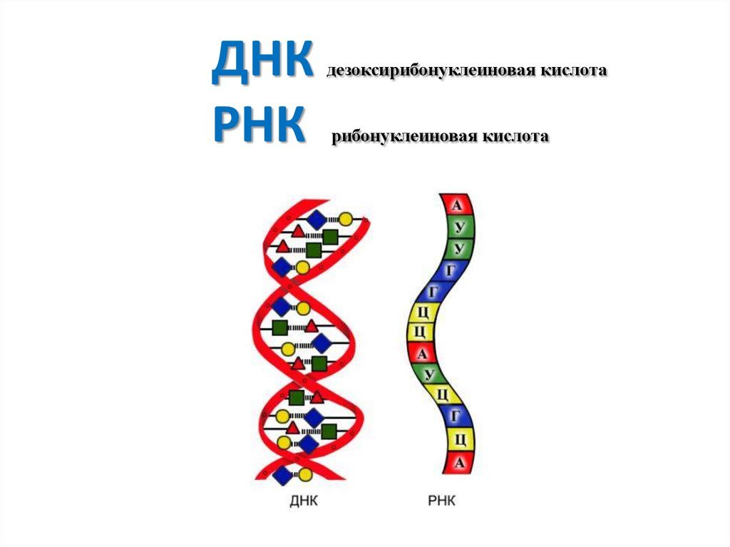 Структуру днк расшифровали. Как расшифровывается ДНК И РНК. Нуклеиновые кислоты ДНК рисунок. РНК рибонуклеиновая кислота. Структуру молекулы ДНК расшифровали.