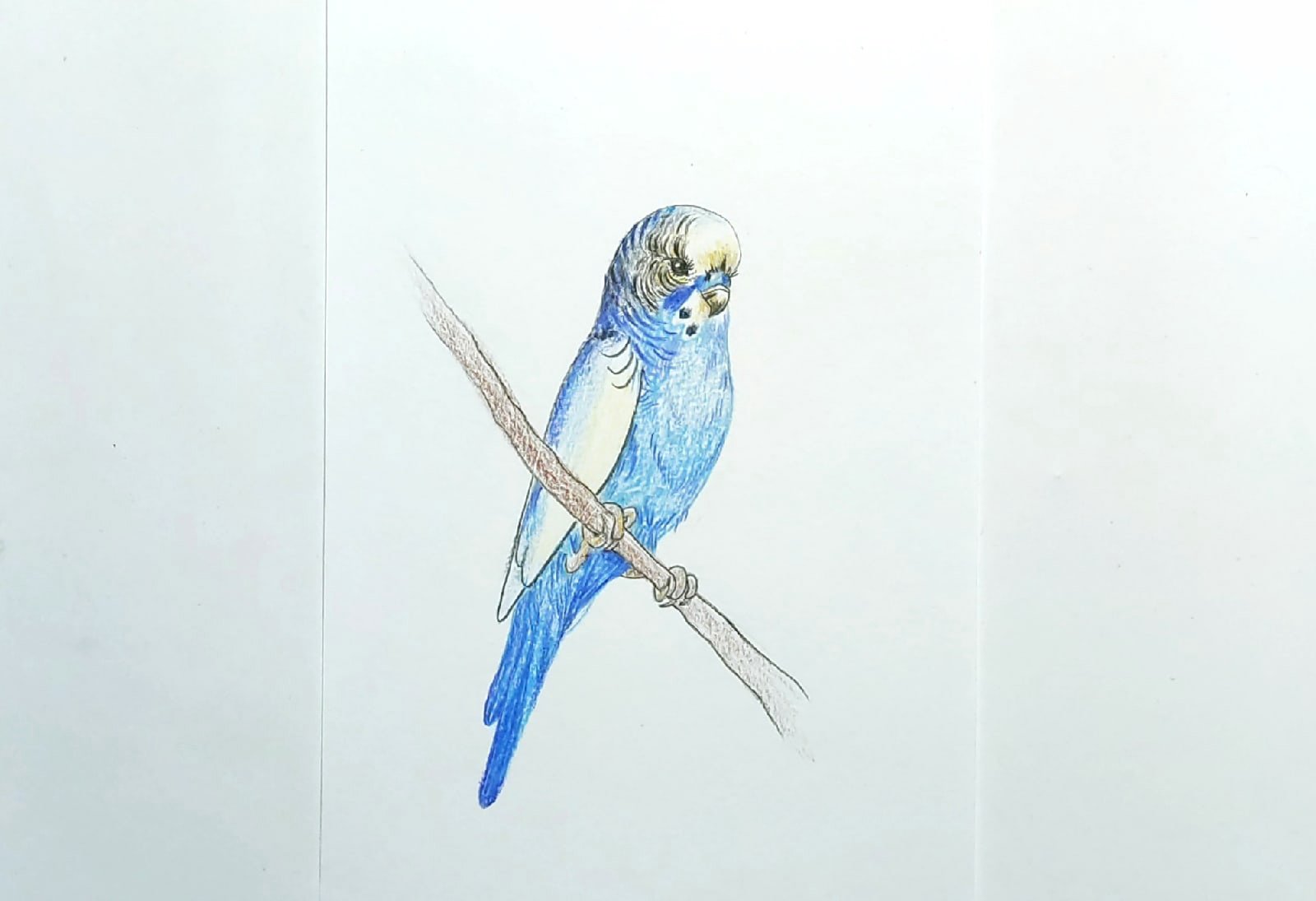 Волнистый попугай цветными карандашами