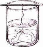 Клетка Траубе