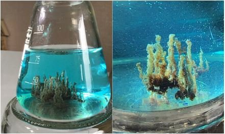 Опыты с морковью