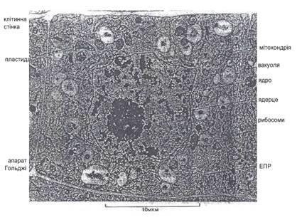 Синтез Траубе теофиллин