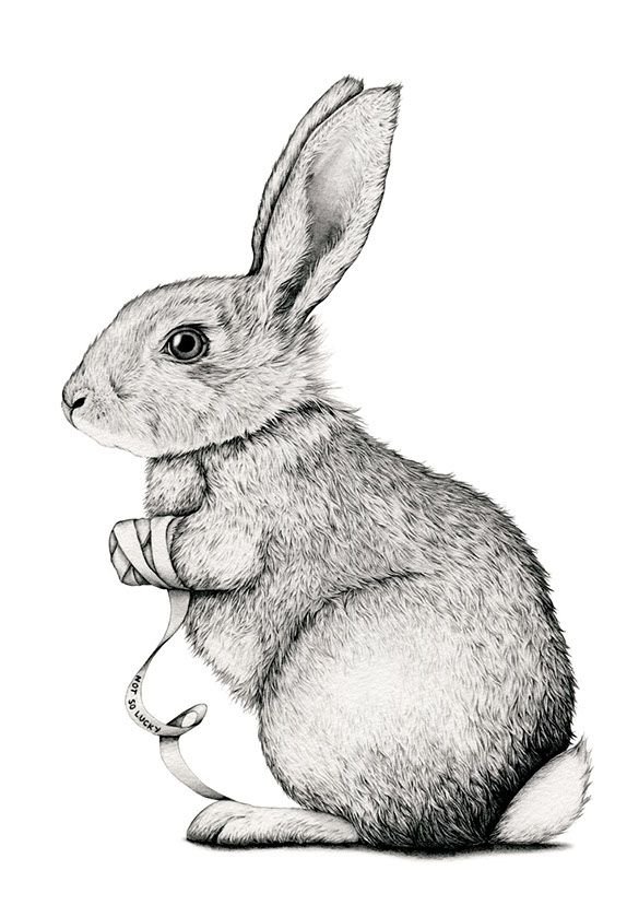 Рисунок кролика с боку