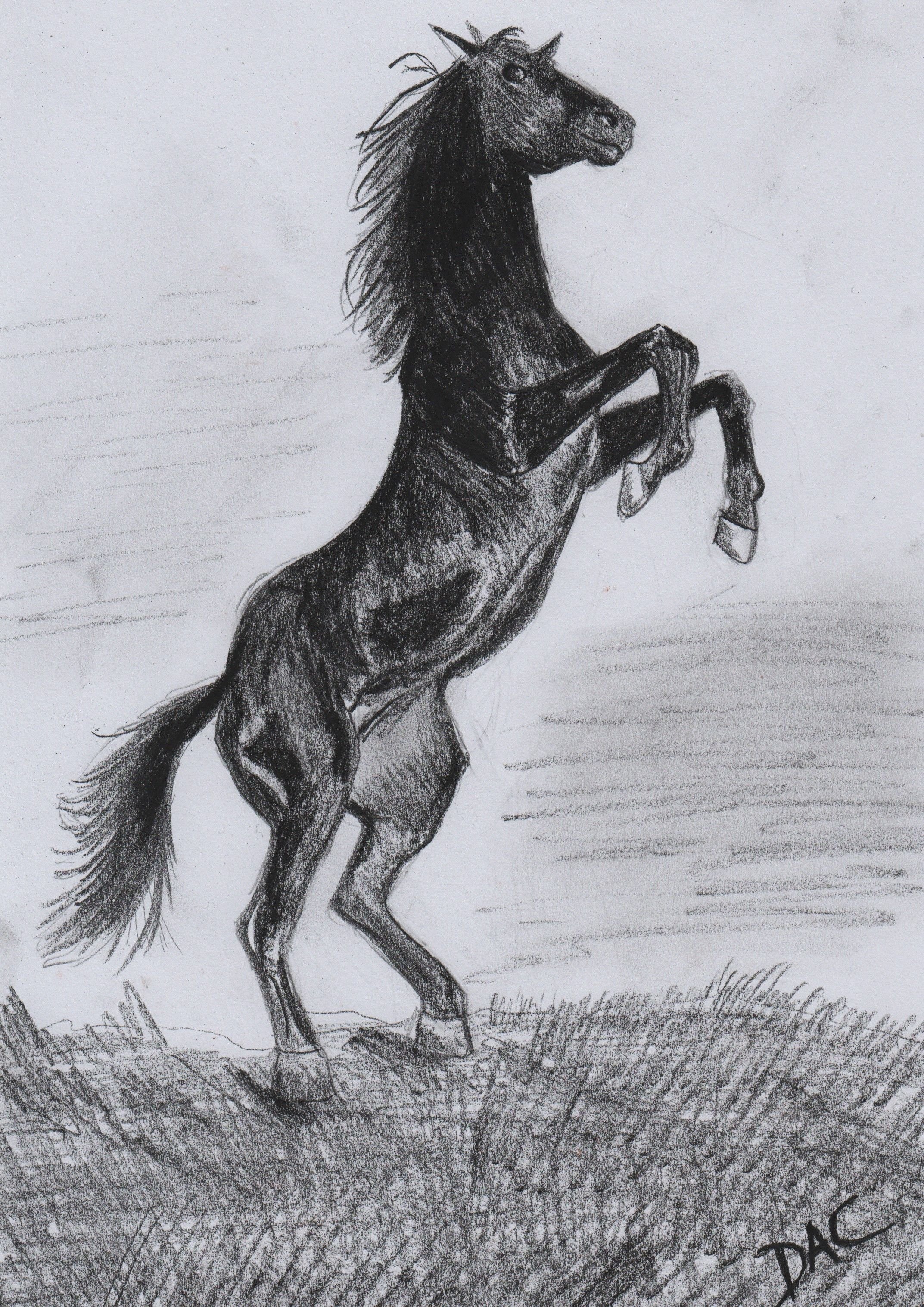 Черная водяная лошадь Sketch