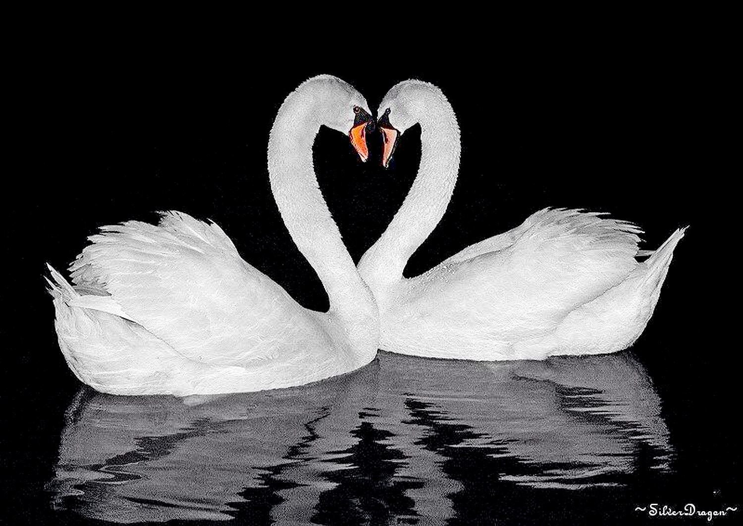 Лебеди символ любви