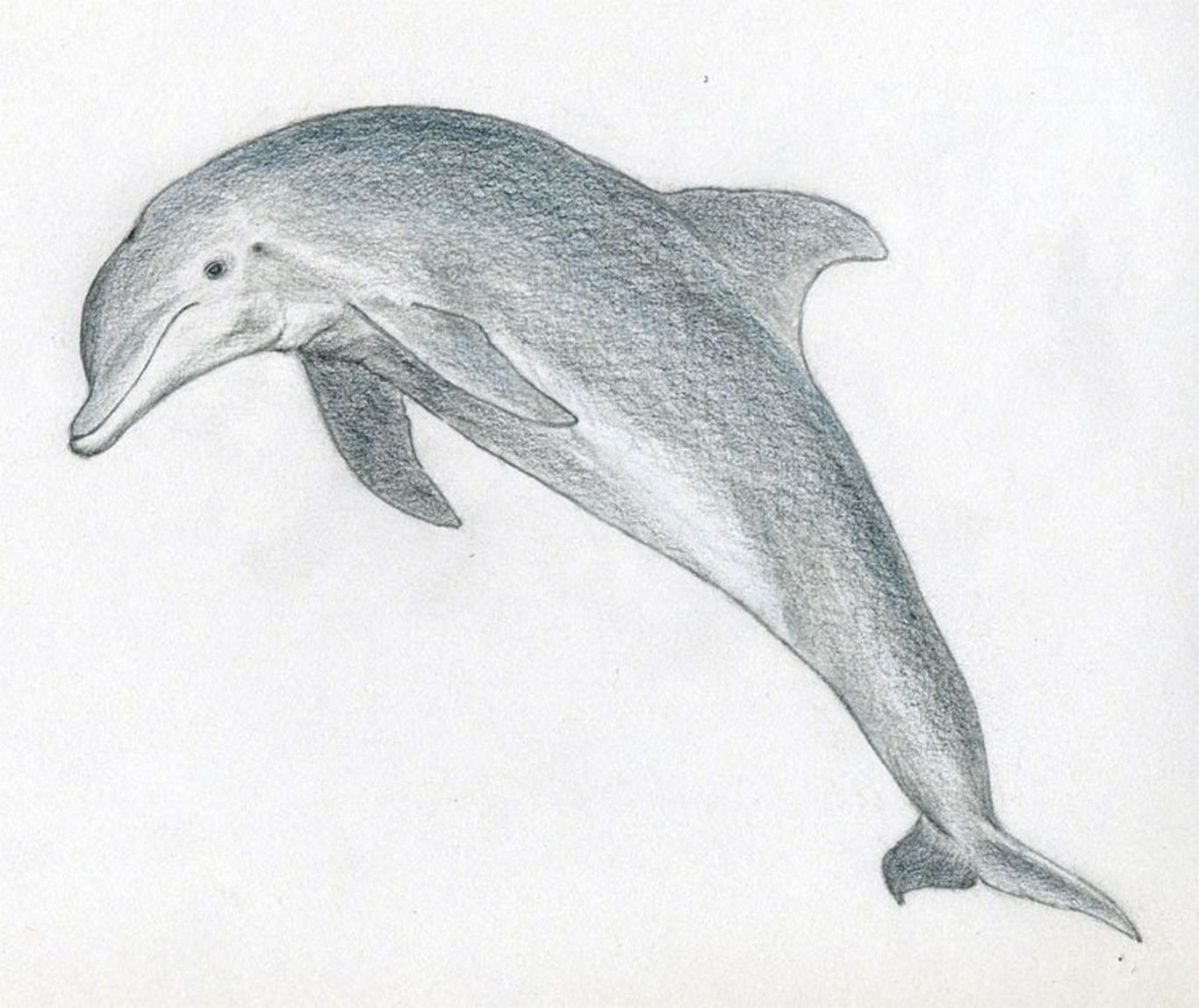 Картинки дельфинов для срисовки