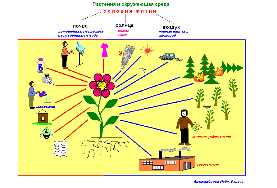 Человек получает от растений. Взаимосвязь растений с окружающей средой. Связь организма с окружающей средой. Схема. Рисунок на тему растения в жизни человека.