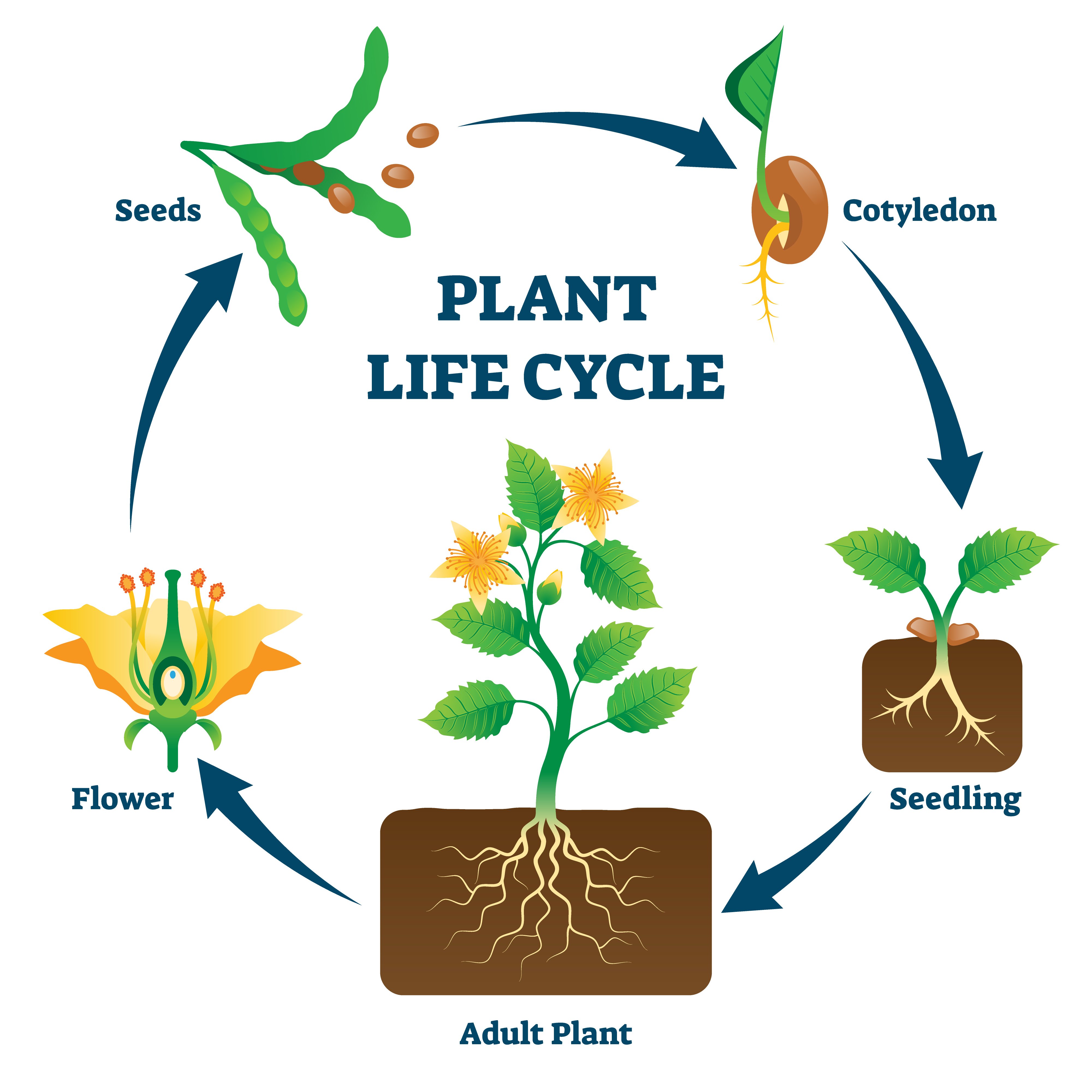Цикл жизни растений