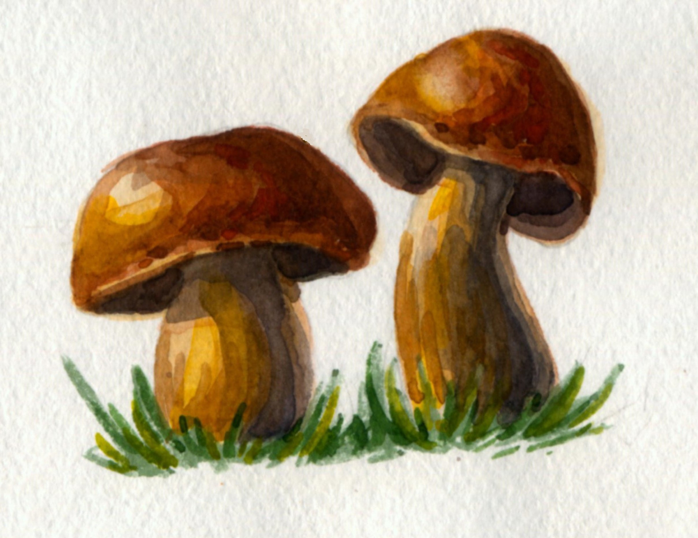 Рисование акварелью грибы