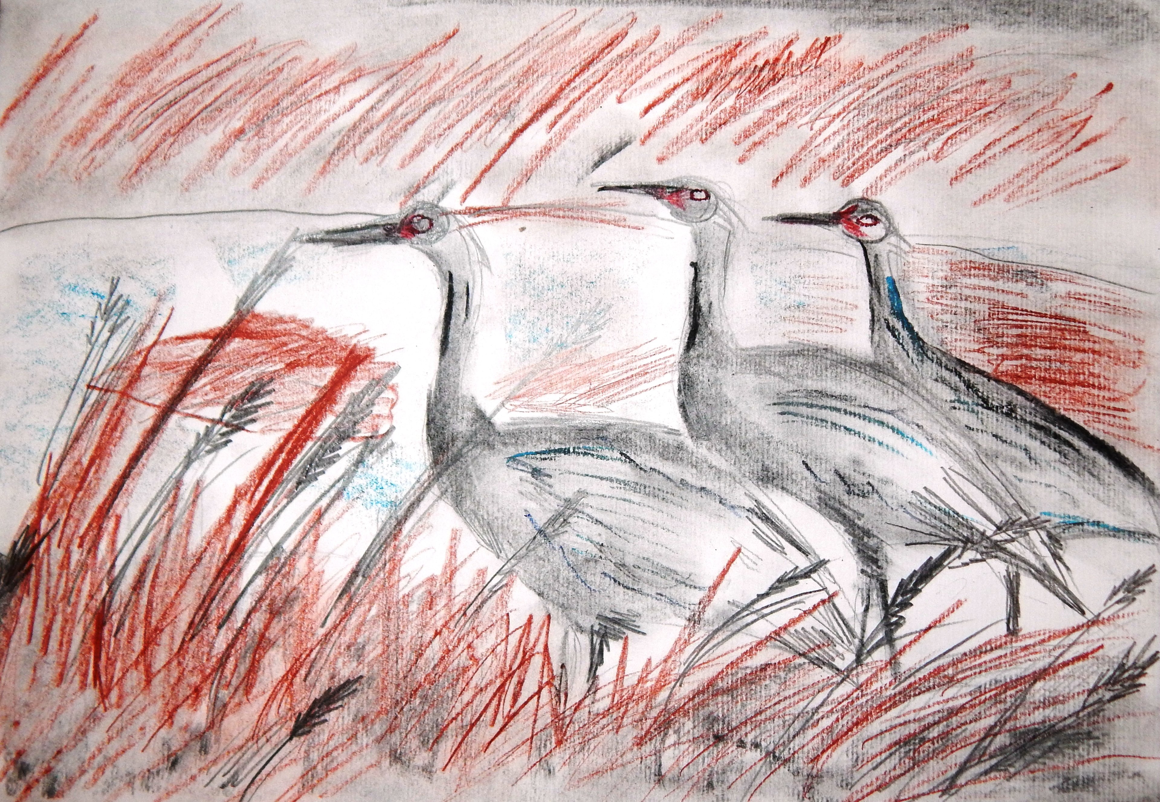 Птицы Донского края рисунок