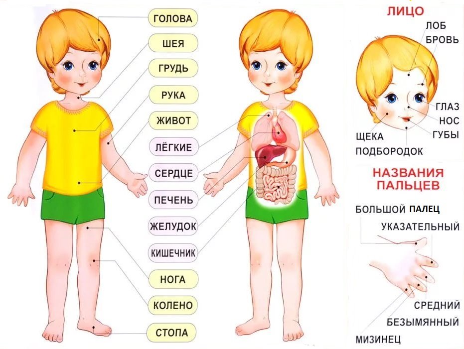 Функции организма человека для дошкольников