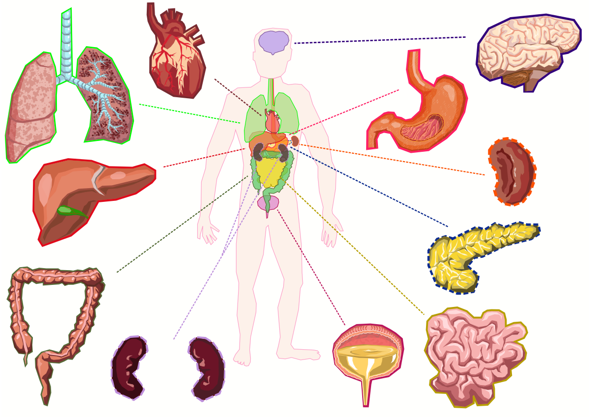 Связь органов человека. Органы человека. Внутренние органы для детей. Органы человека по отдельности. Здоровые внутренние органы.
