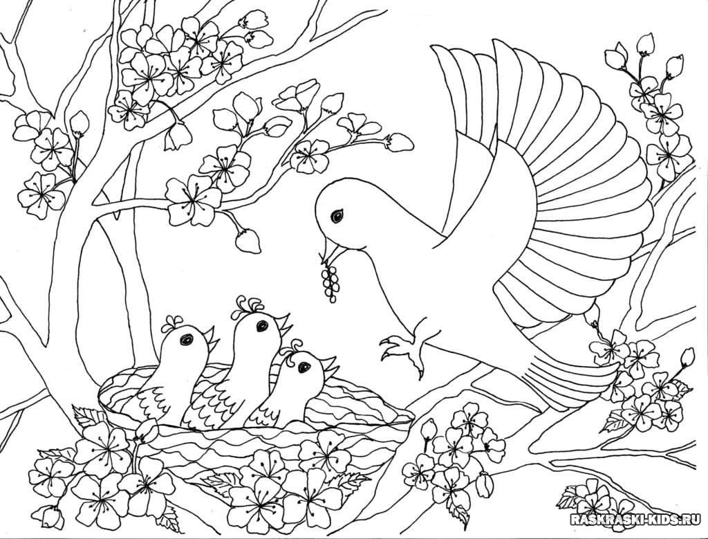Птицы раскраска для детей