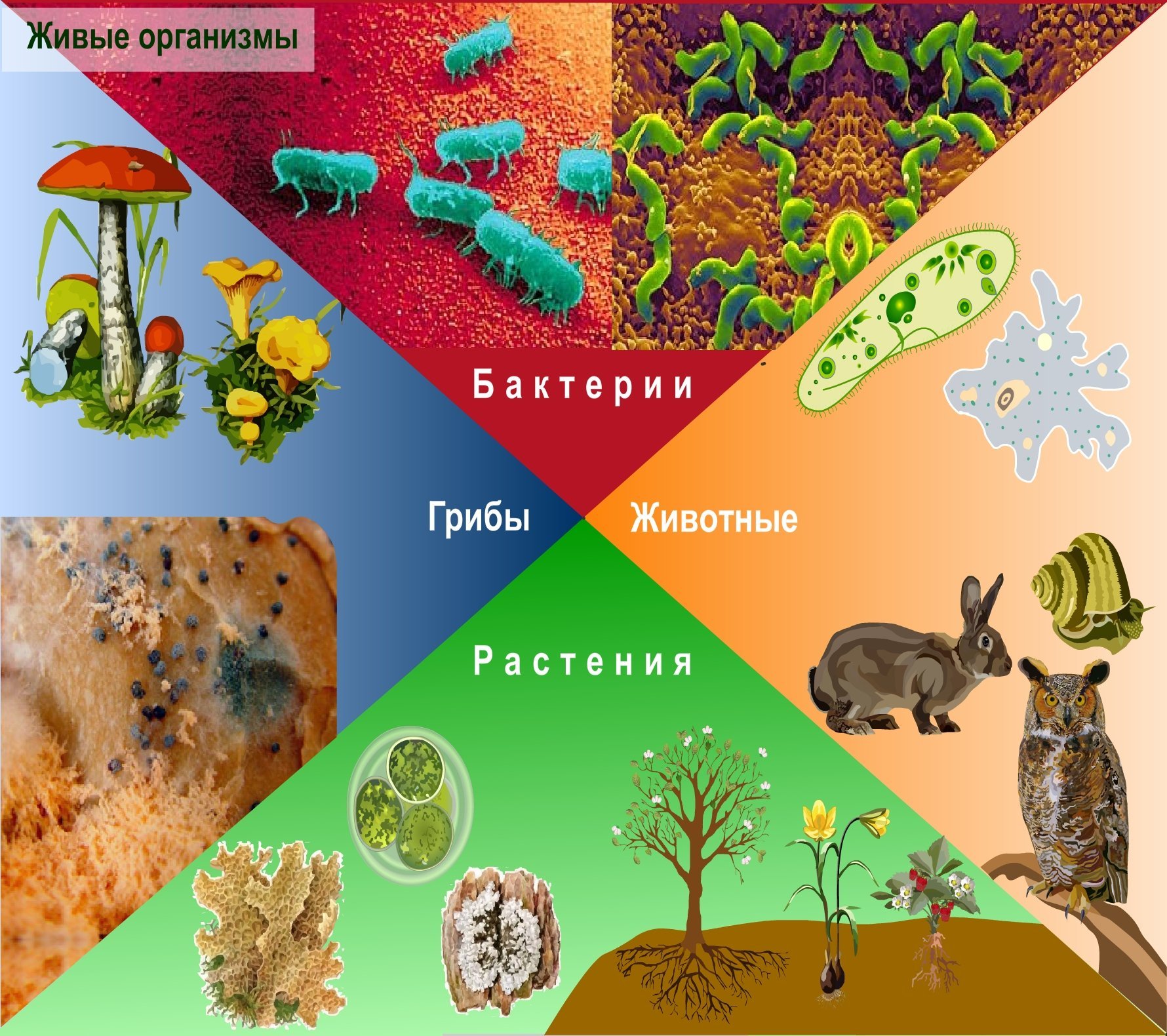 Биологическое разнообразие живых организмов