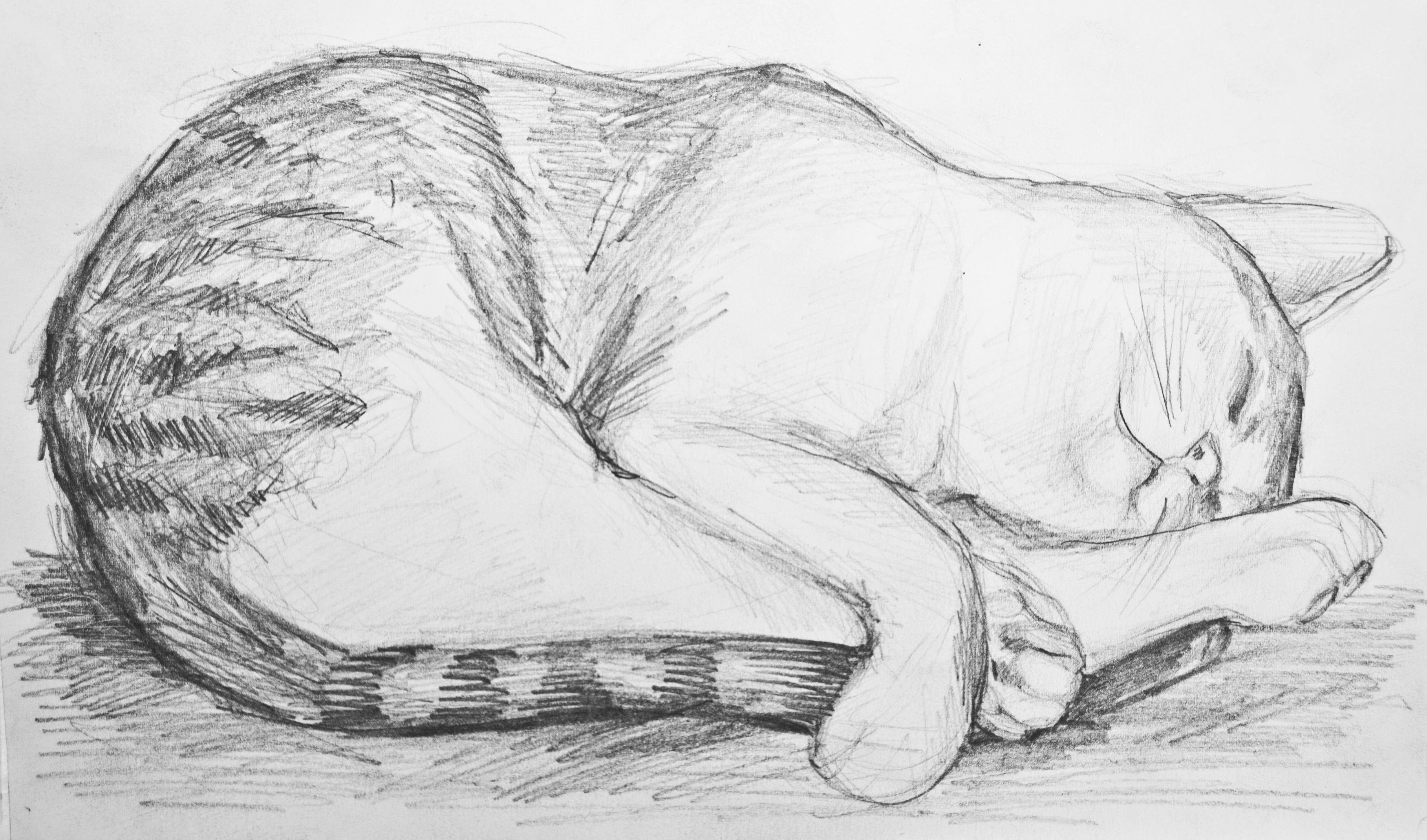 Лежачая кошка рисунок