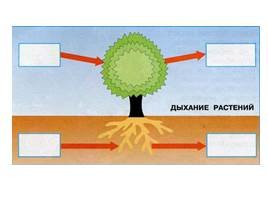 Питание и дыхание растений