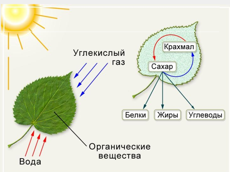 Вода выделяется при фотосинтезе. Схема фотосинтеза 6 класс. Фотосинтез рисунок схема. Схема процесса фотосинтеза. Процесс фотосинтеза картинка.