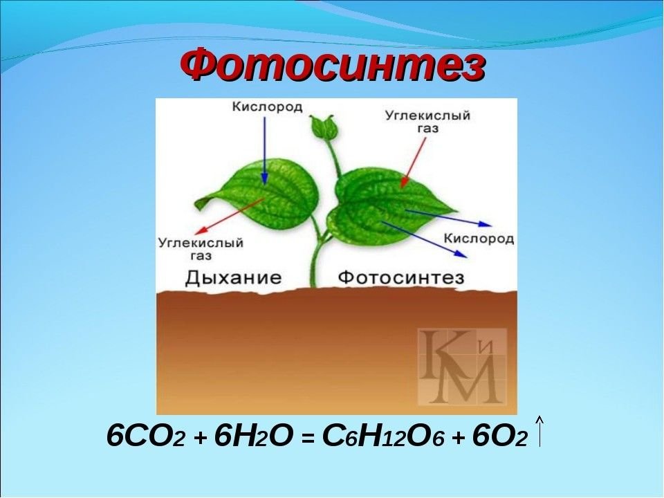 Образуются углеводы из углекислого газа и воды. Схема фотосинтеза у растений. Процесс фотосинтеза у растений схема. Фотосинтез рисунок. Фотосинтез кислород.