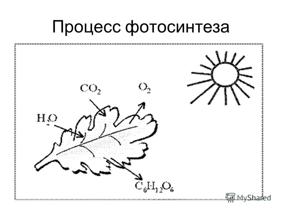 Схема процесса фотосинтеза рисунок. Схема фотосинтеза 6. Процесс фотосинтеза в листе. Схема фотосинтеза 6 класс биология. Процесс фотосинтеза рисунок схема.