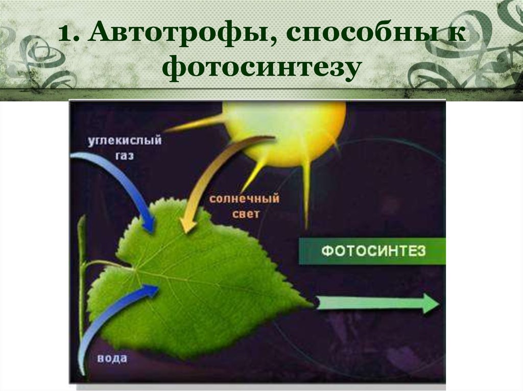 Одноклеточное способное к фотосинтезу