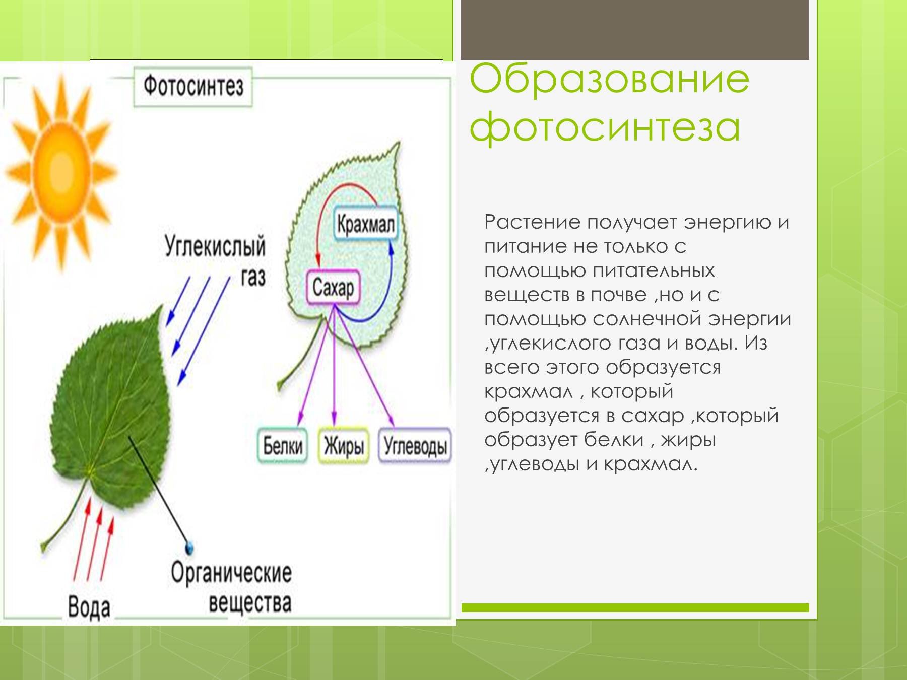 Процесс дыхания растений. Схема фотосинтеза 6 класс биология. Схема фотосинтеза 6 класс биология схема. Фотосинтез растений 6 класс биология. Фотосинтез и дыхание растений 6 класс.