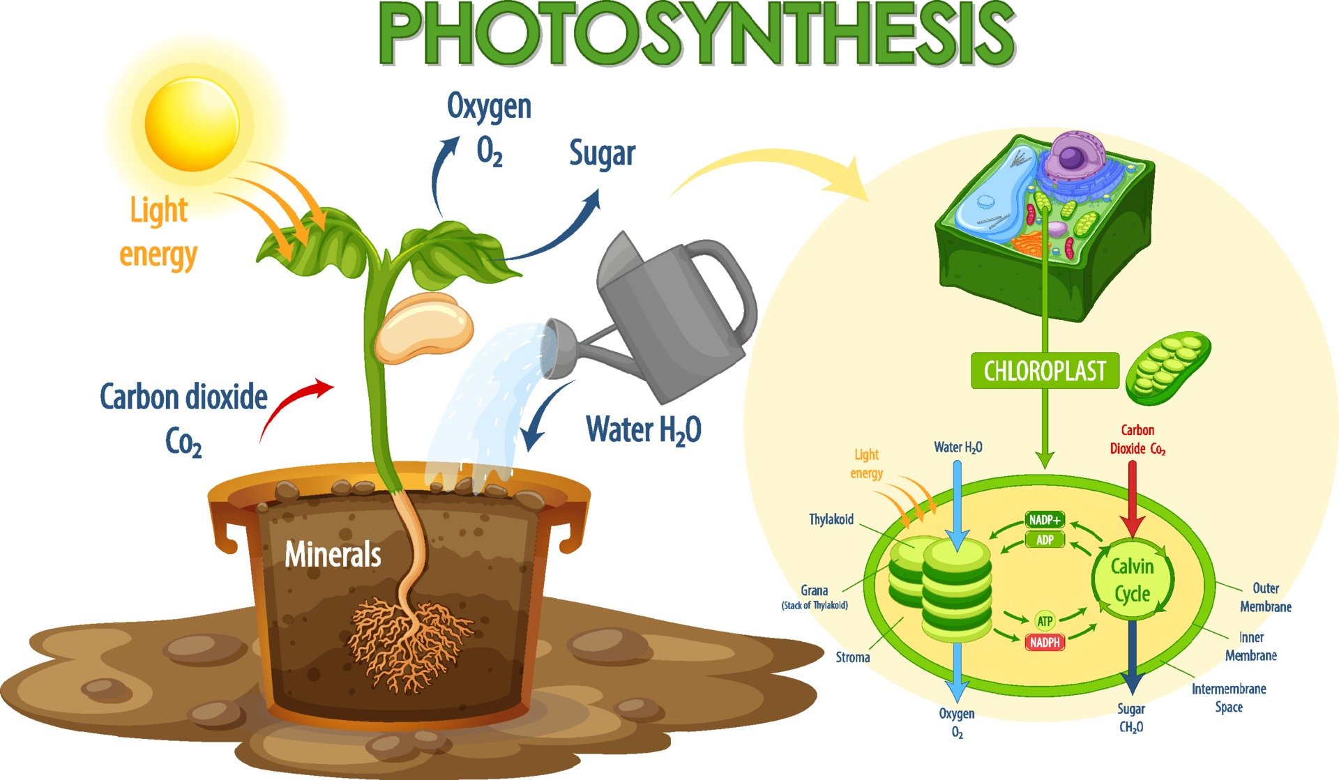 значение фотосинтеза картинки