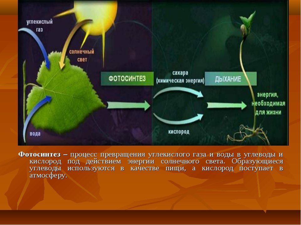 Кислород углекислый газ вода солнечный свет. Фотосинтез листа схема. Процесс фотосинтеза 6 класс биология. Схема процесса фотосинтеза. Схема фотосинтеза у растений.