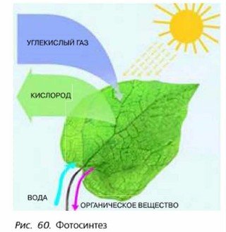Фотосинтез листа схема