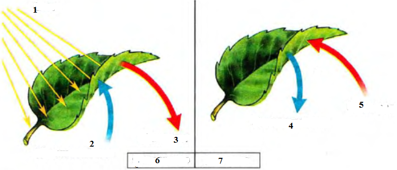 Тест по теме фотосинтез дыхание 6 класс. Рисунок процессы газообмена в листьях. Схема фотосинтеза и дыхания растений. Схема процесса дыхания растения 6 класс биология. Фотосинтез листа схема.