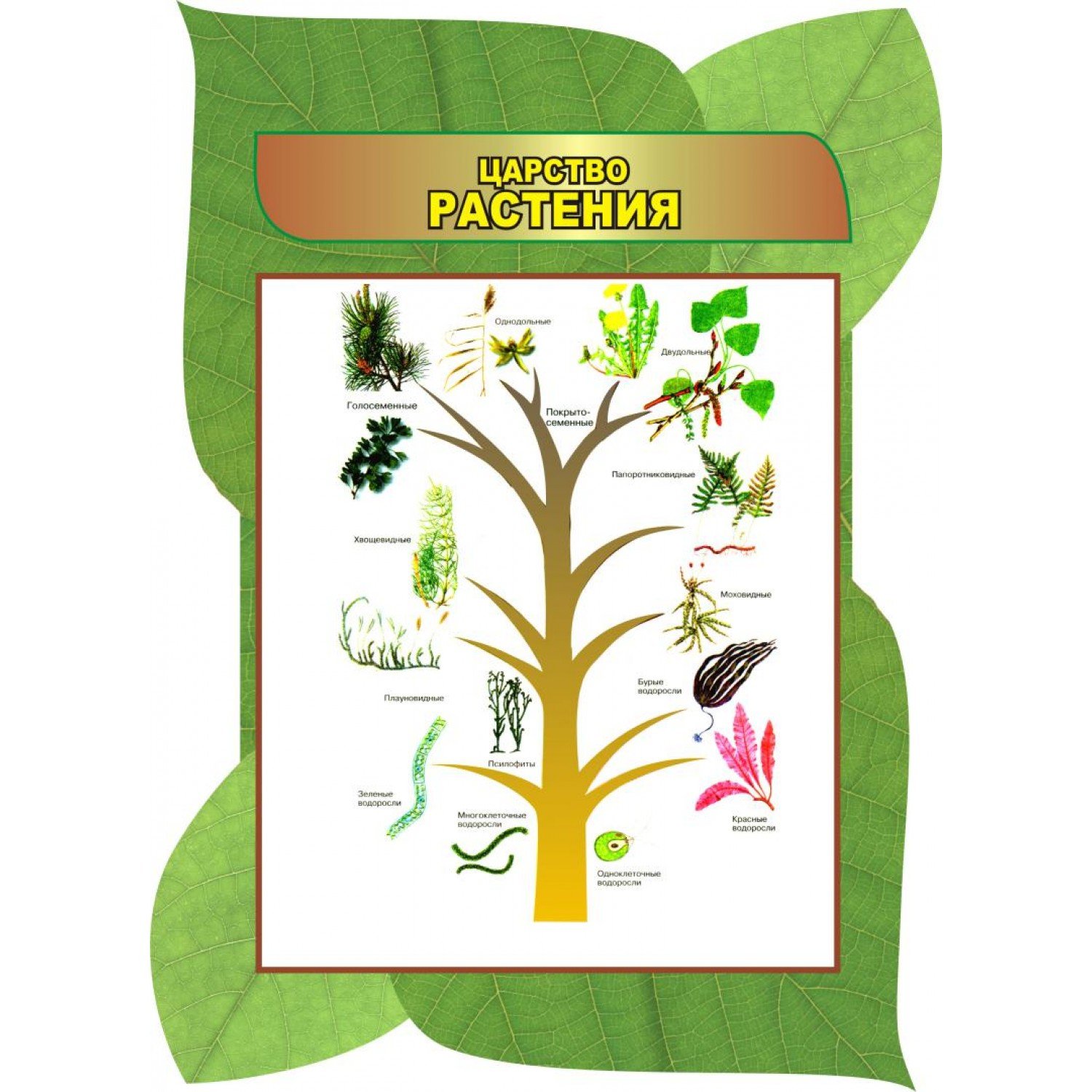 Биология царство растений для детей