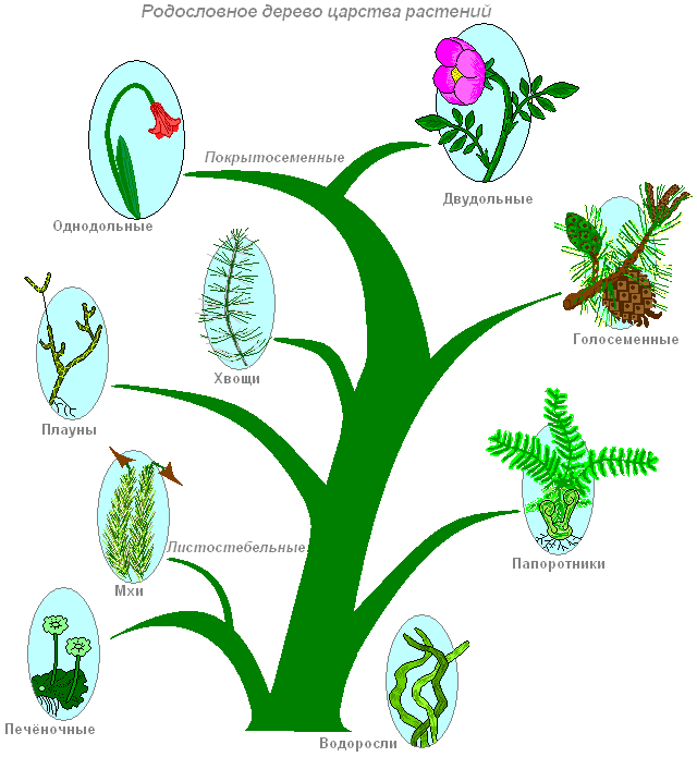 Последовательность появления покрытосеменных. Эволюция покрытосеменных растений схема. Филогенетическое дерево покрытосеменных. Эволюционное Древо растений схема. Схема эволюции покрытосеменных.
