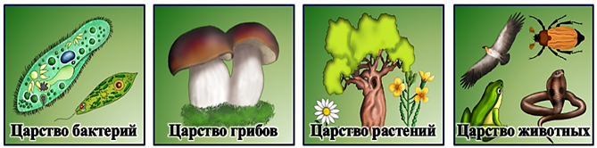 Рисунок царств природы. Царство грибов царство растений. Царство растений животных грибов. Царство живой природы растения. Бактерии грибы растения животные.