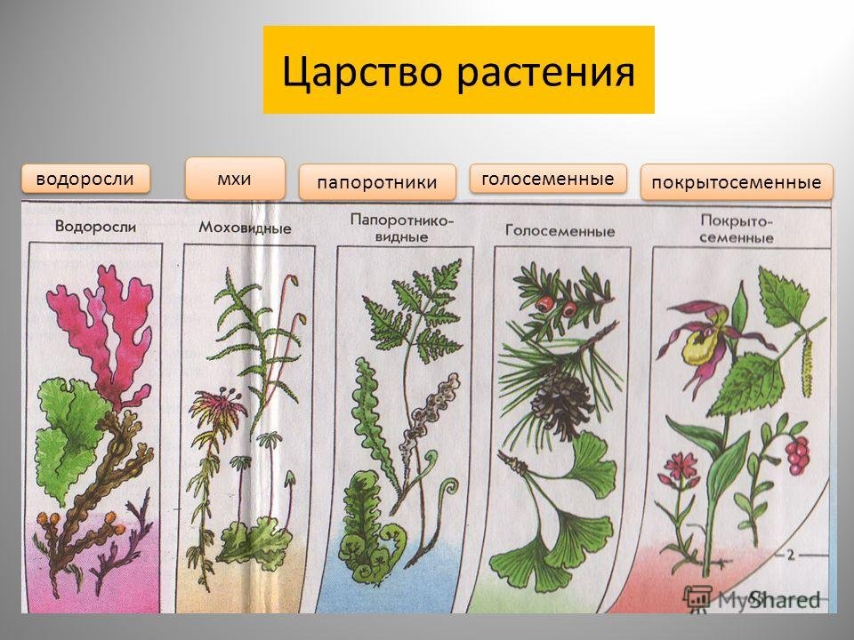 Какие растения появились раньше. Царство растений. Представители царства растений. Основные отделы растений. Папоротники Голосеменные Покрытосеменные.