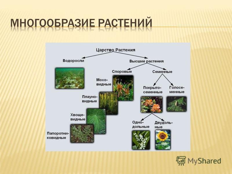 Разнообразие растений. Многообразие растений и их значение в природе 9 класс таблица. Схема многообразие растений. Разнообразие растений в природе. Растения, их разнообразие..