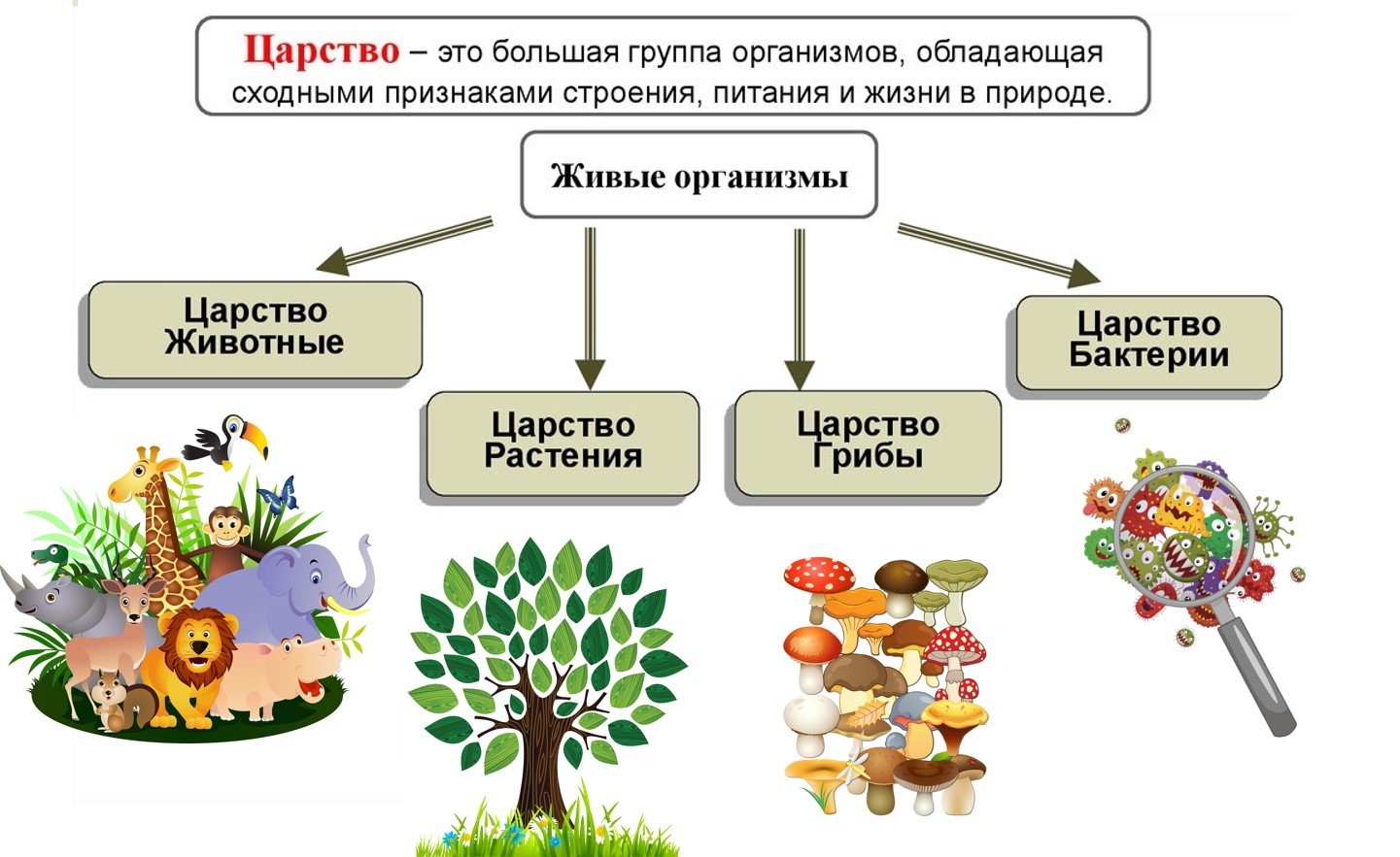 Царство животных царство растений царство грибов царство бактерий