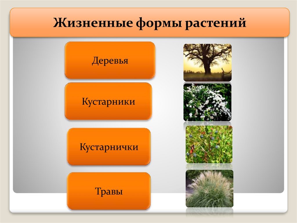5 основных групп растений. Царство растений. Царство растений жизненные формы. Царство растений делится на. Биология царство растений.