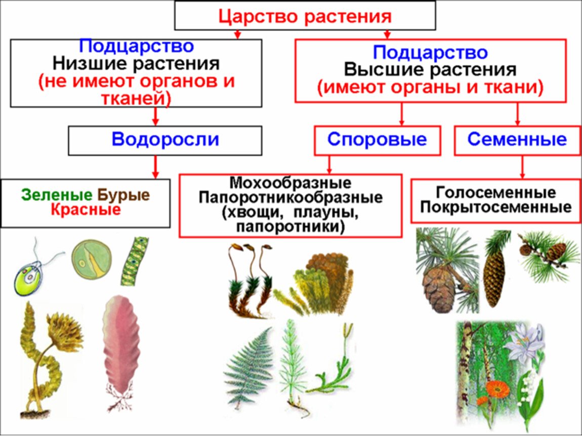 Низшие споровые растения.отделы водорослей