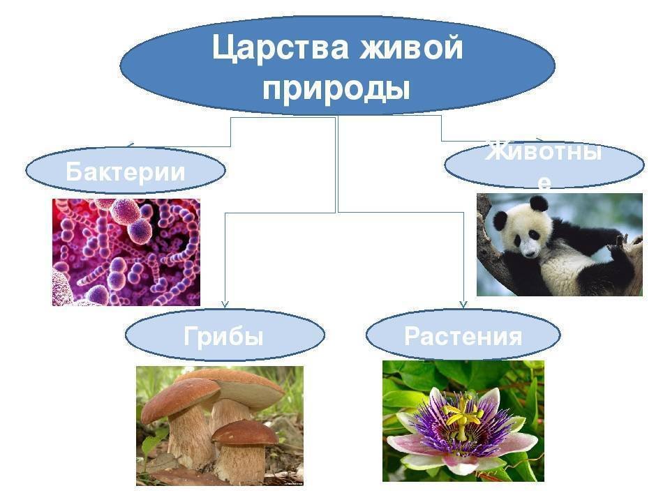 Таблица царств в биологии