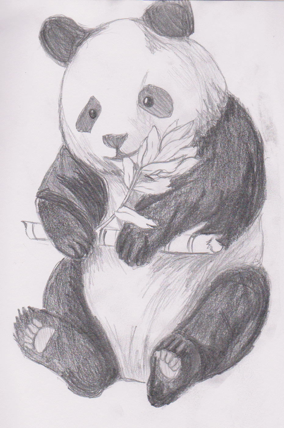 Панда рисунок для срисовки