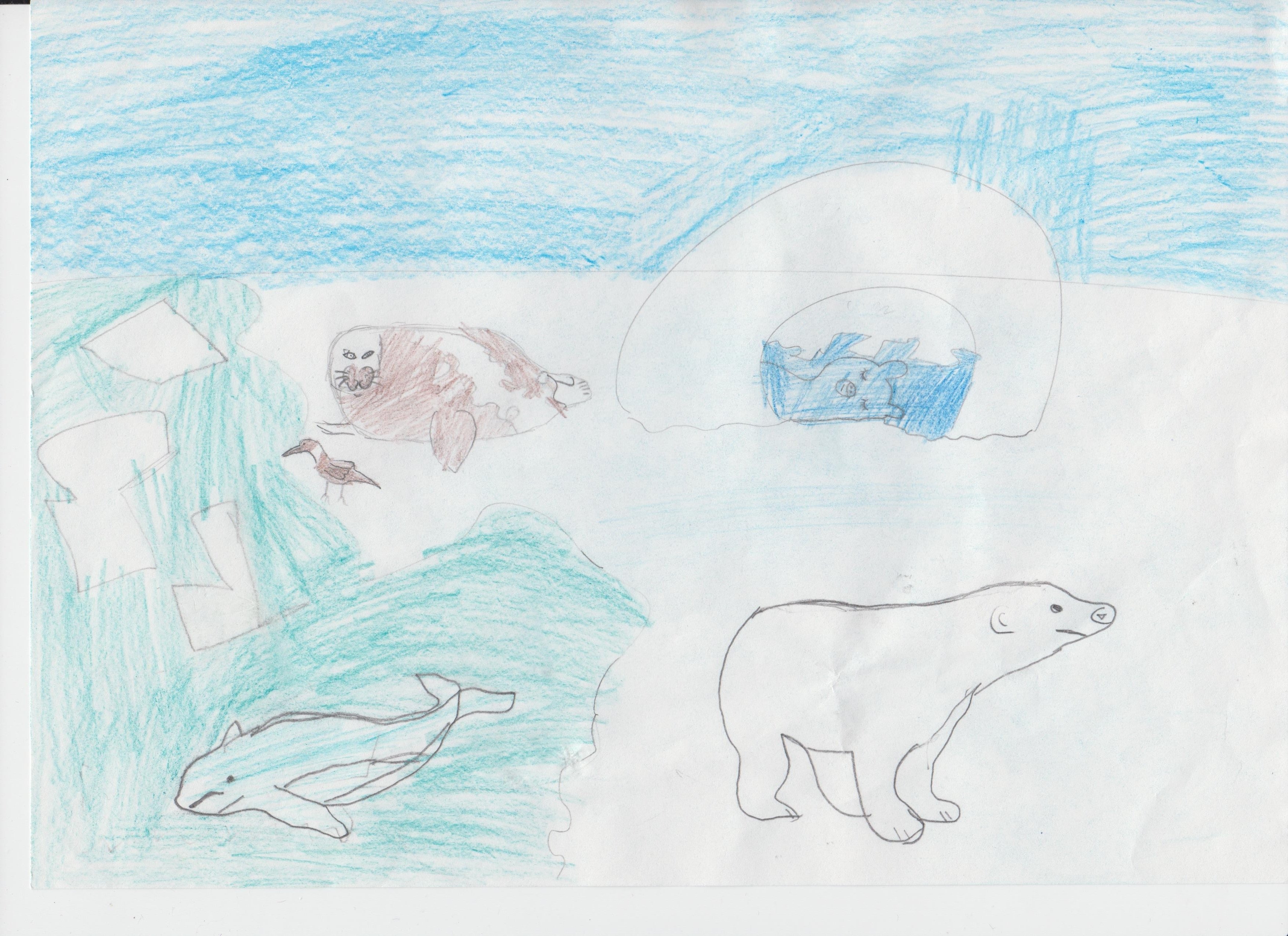 Животные Арктики поэтапное рисование