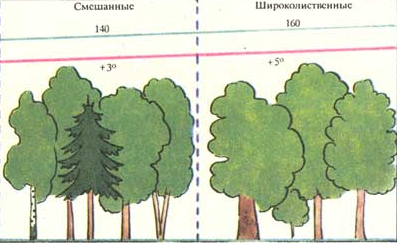 Рисунок тайги смешанный и широколиственный лес 4