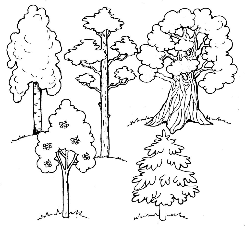 Раскраска деревья и кустарники