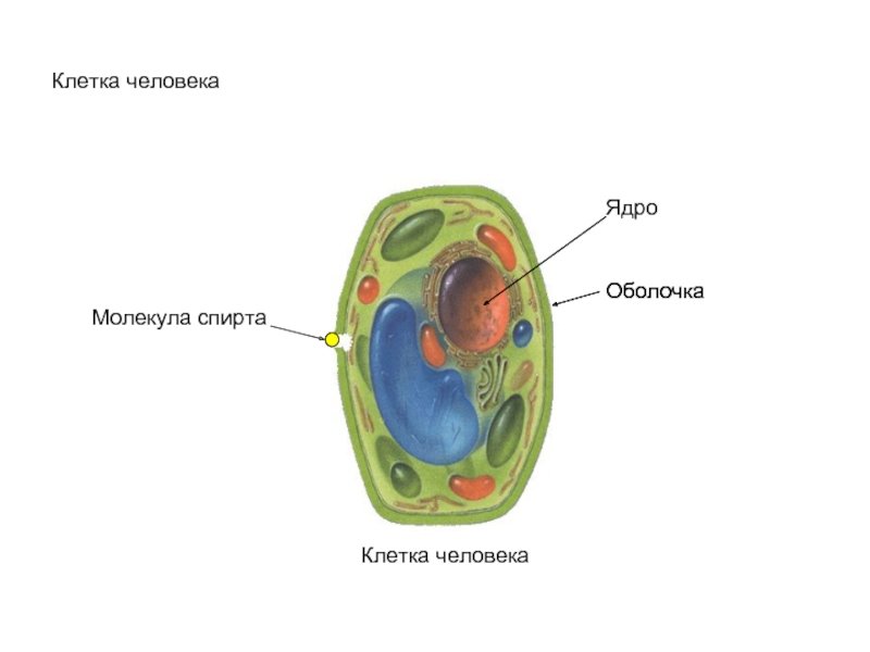 Составляющие живой клетки. Клетка человека. Клетка организма человека. Клетка Живая система. Клетка живого организма.