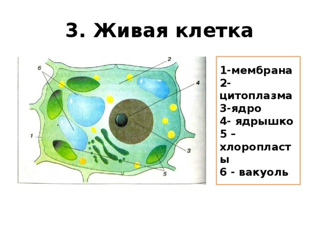 Строение клеток рисунок 5 класс. Строение живой и растительной клетки 5 класс биология. Клетка Живая система 5 класс биология. Клетка ядро цитоплазма мембрана. Строение растительной клетки мембрана цитоплазма 5 класс.