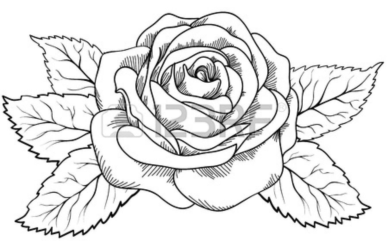 Роза контурный рисунок