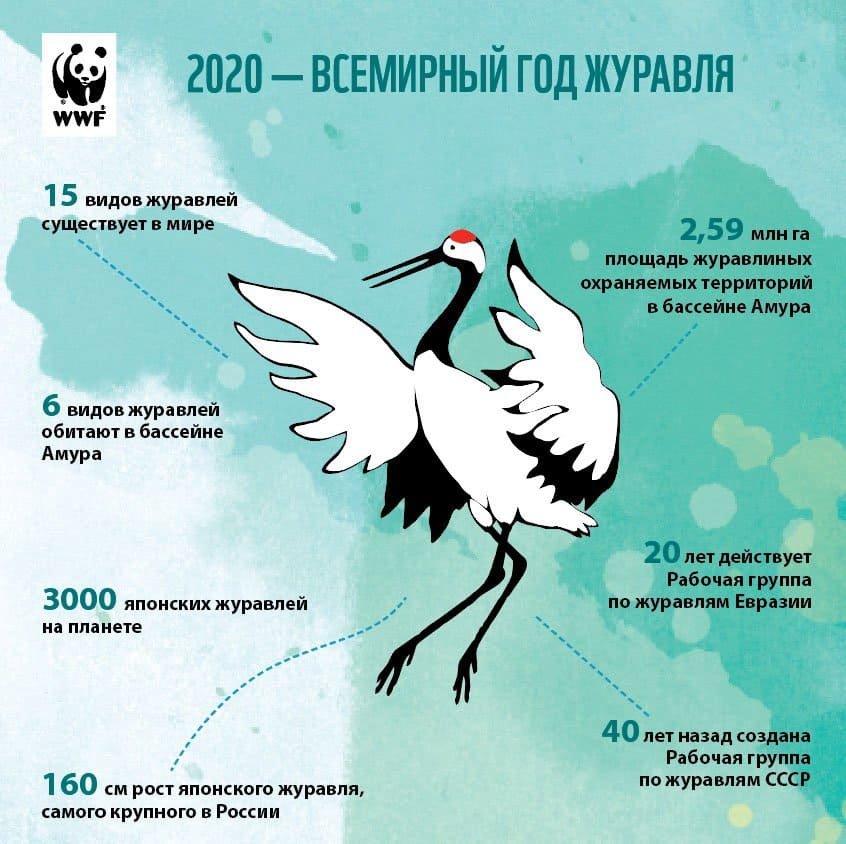 Почему журавли символ. Журавль птица года 2020 в России. Всемирный день журавля. Всемирный год журавлей 2020. Птица года 2020 года в России.