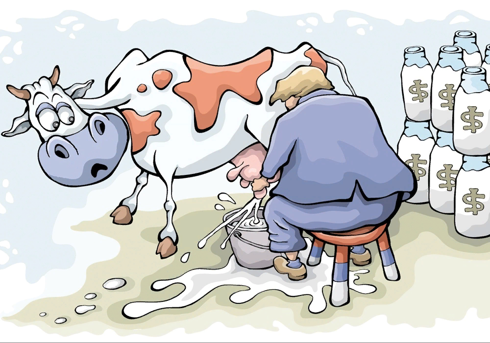 Шутка молоко. Доить корову. Корова молоко. Корова карикатура. Дойная корова.