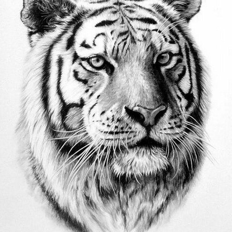 Тигр эскиз