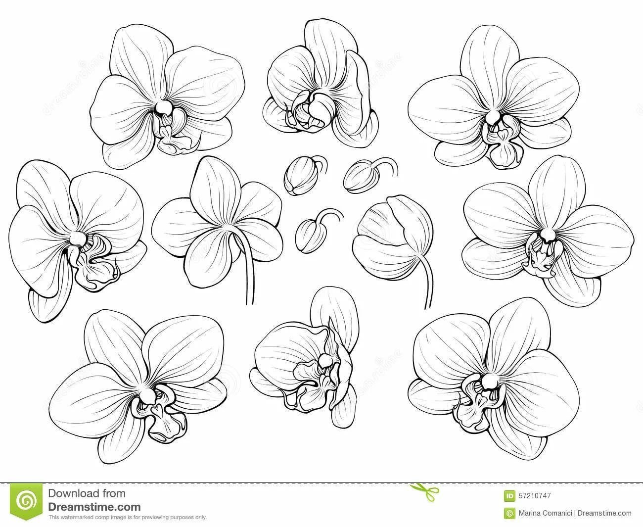 Эскизы орхидеи черно белые